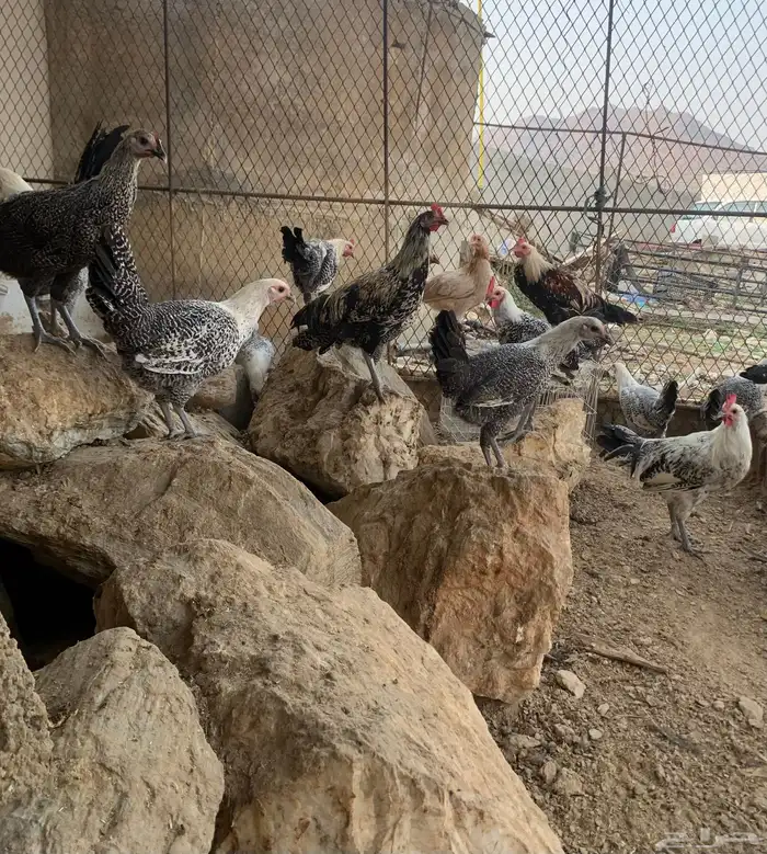 دجاج 1