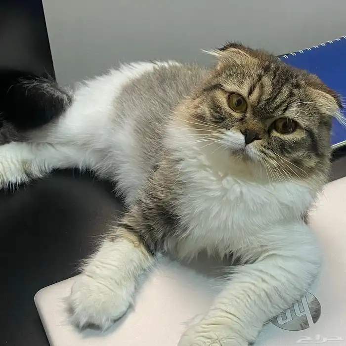 قط ذكر للتزاوج سكوتش فولد لونق هير ( - ) 1