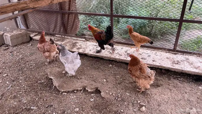 دجاج براهما 1