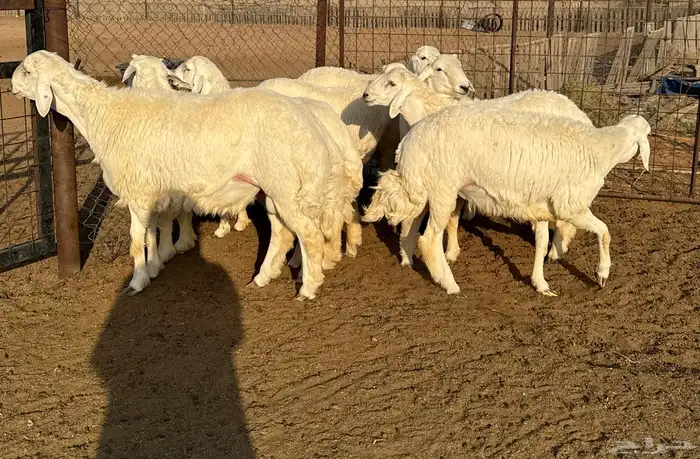 جذعان حري فاخره 3