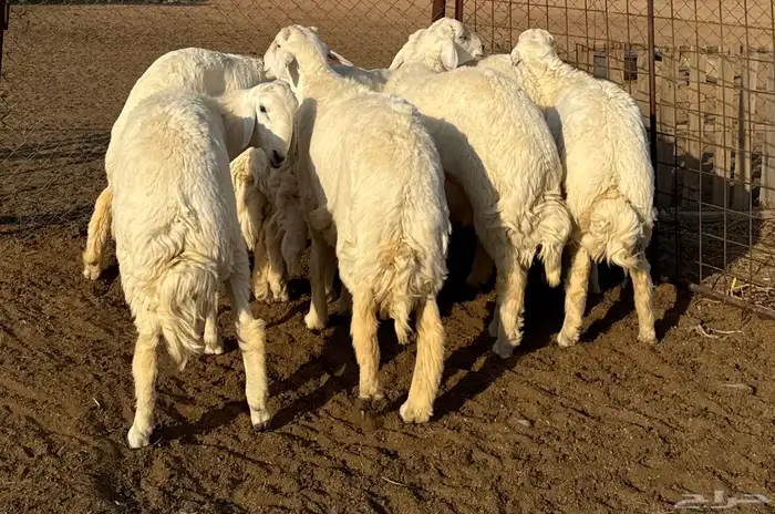 جذعان حري فاخره 5