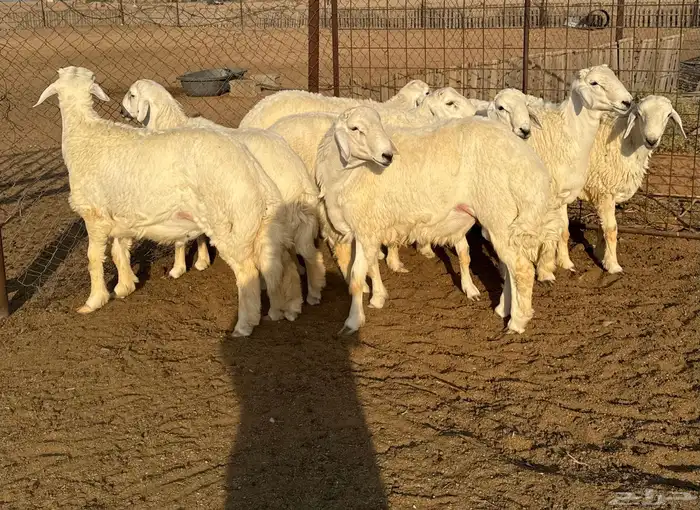 جذعان حري فاخره 1