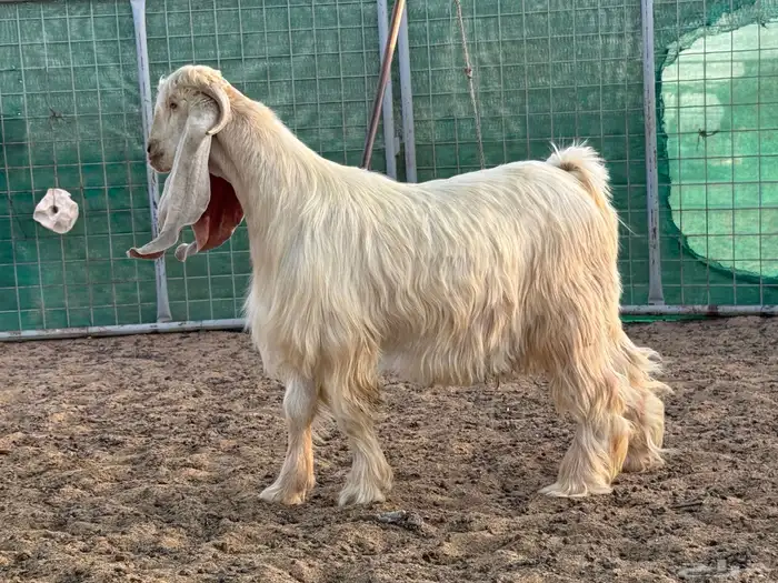 تيس اصفر طيب جدا 3