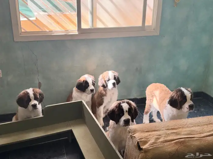 (Saint Bernard) جراوي سانت برنارد للبيع 1
