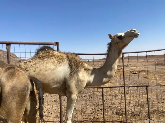 بكره جذعه 7