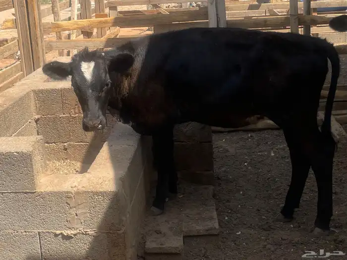 عجله هولنديه 7 شهور للبيع 0