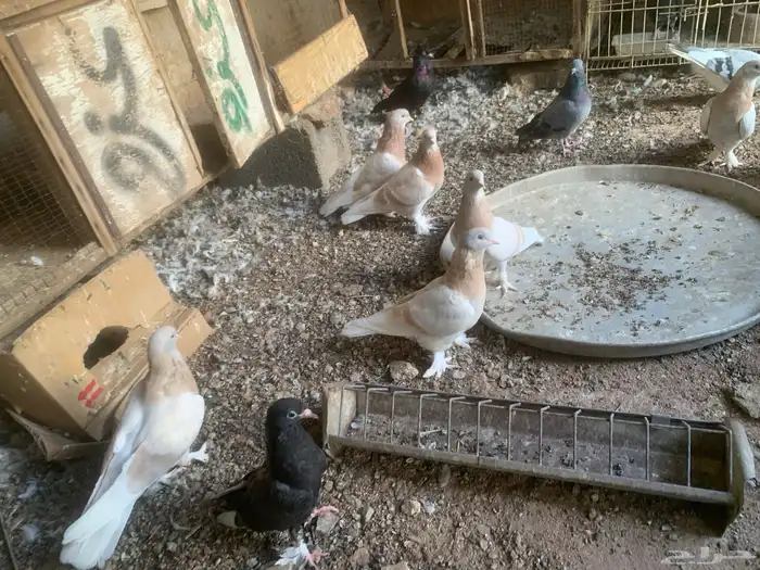حمام تركي 4