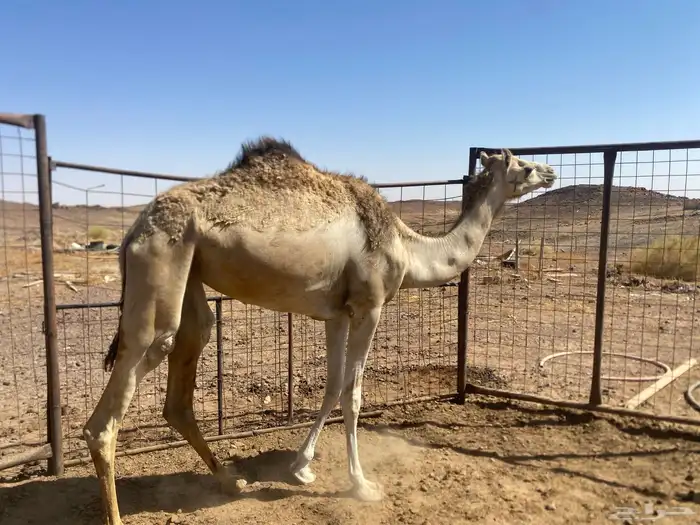 بكره جذعه 3