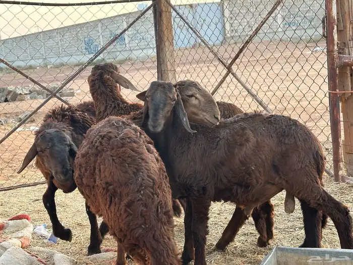 سواكن حمري عدد 4 مرابي 18