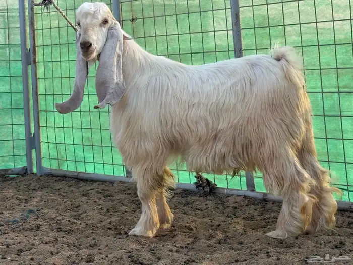 تيس اصفر طيب جدا 1