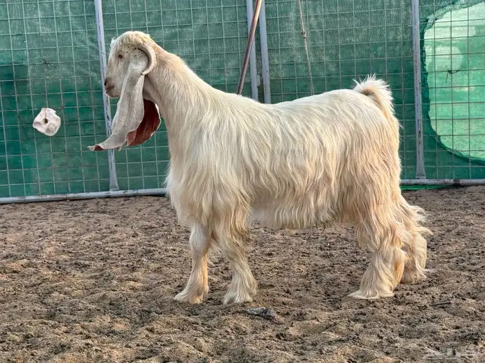 تيس اصفر طيب جدا 4