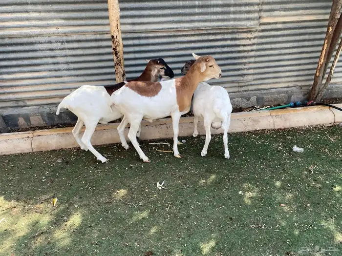 برابر هجين بلدي 0