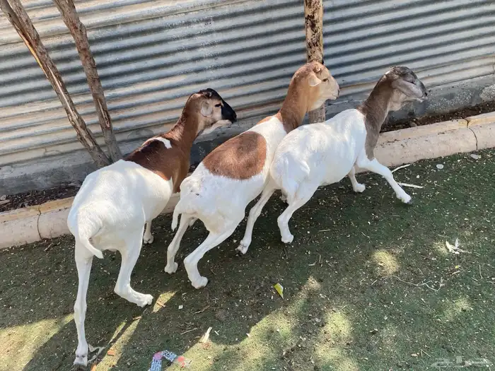برابر هجين بلدي 11
