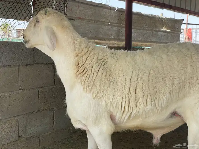 خروف حري صنف الصنف مشروع فحل 10