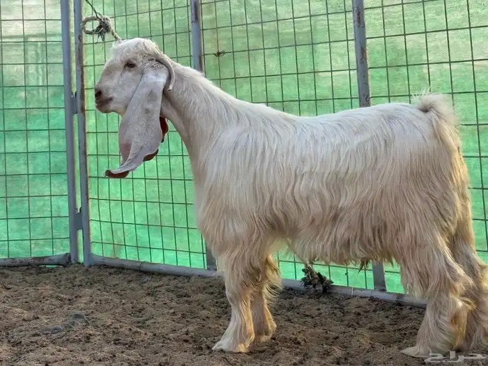 تيس اصفر طيب جدا 2