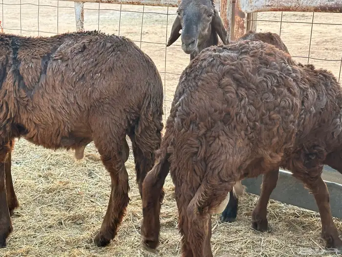 سواكن حمري عدد 4 مرابي 3