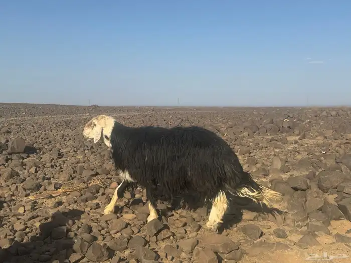مراح نجد صنف 0
