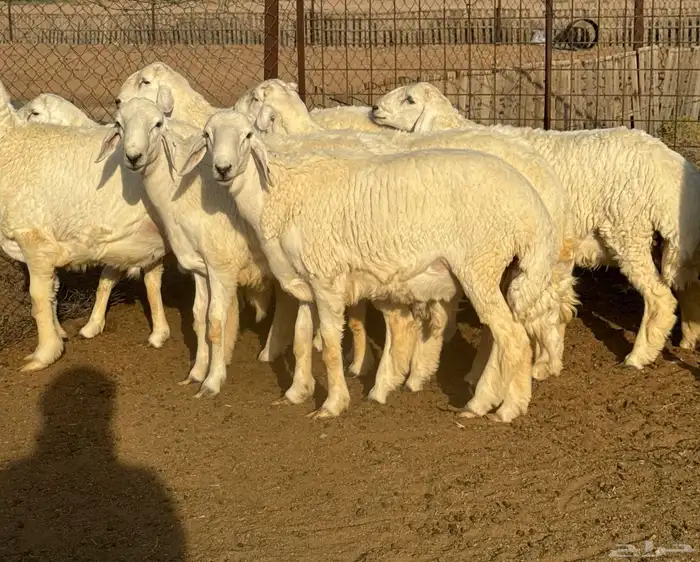 جذعان حري فاخره 4