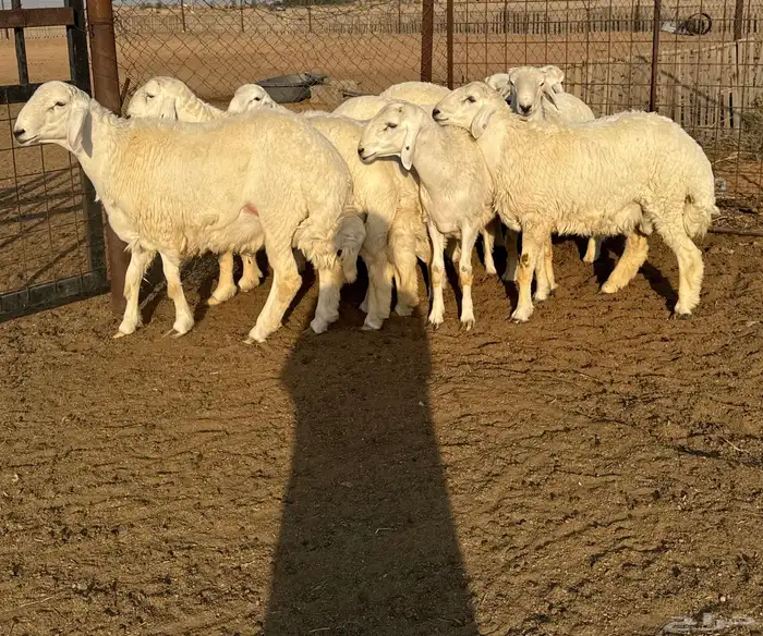 جذعان حري فاخره 2