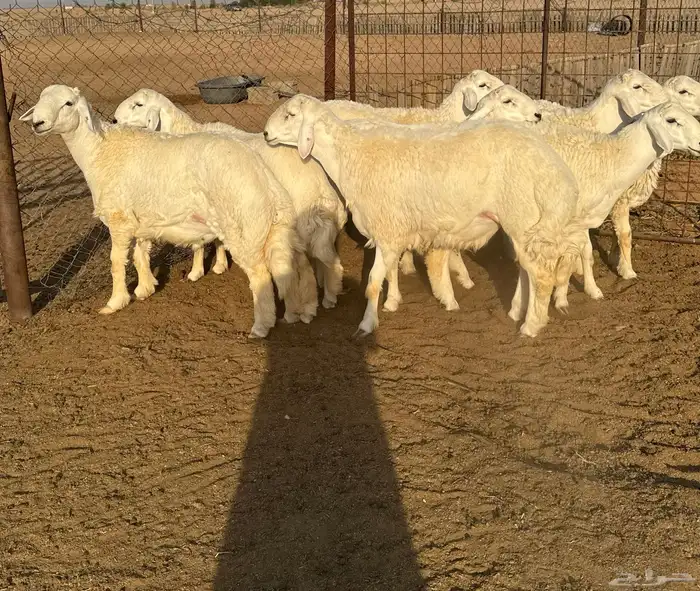 جذعان حري فاخره 0