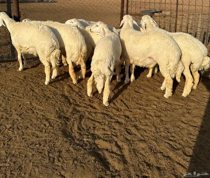 جذعان حري فاخره 7