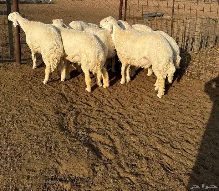 جذعان حري فاخره 6