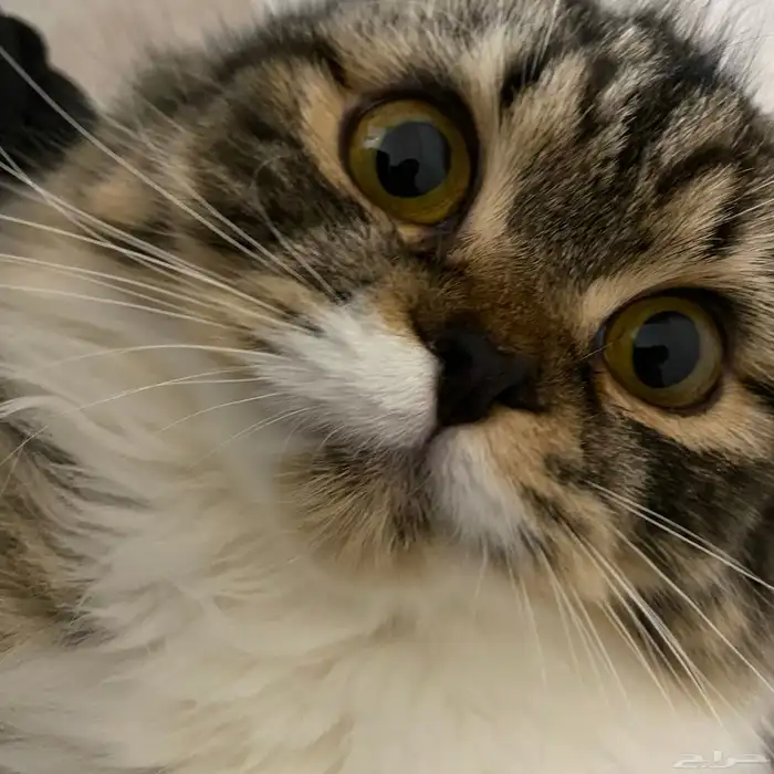 قط ذكر للتزاوج سكوتش فولد لونق هير ( - ) 0