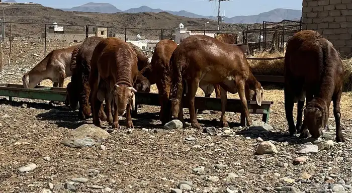 ذبايح سواكن حمري مرابي فوق 3 شهور ونص 5