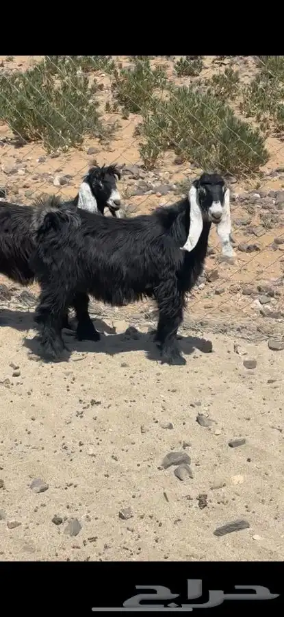 جفرات عوارض كفو 0