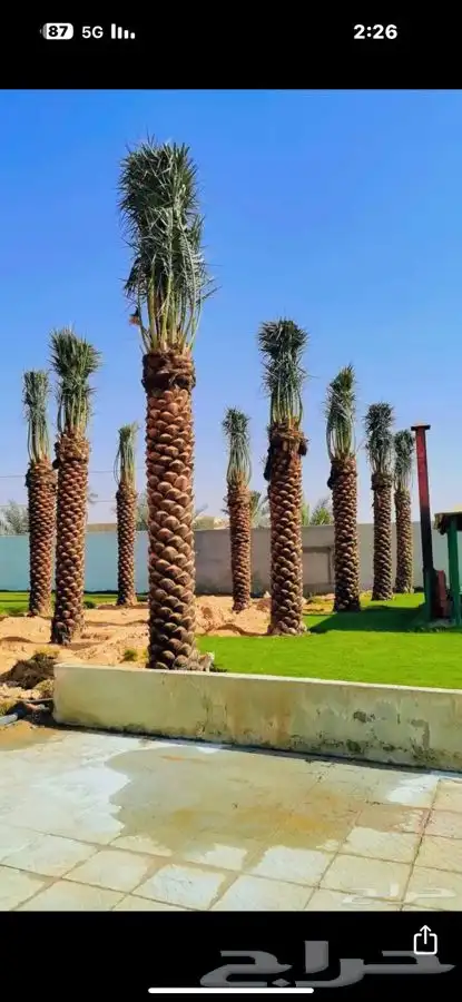 شبك نخل نخيل شبوك زراعه سياج 2