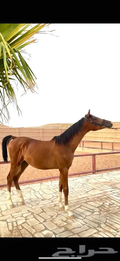 مهر واهو 0