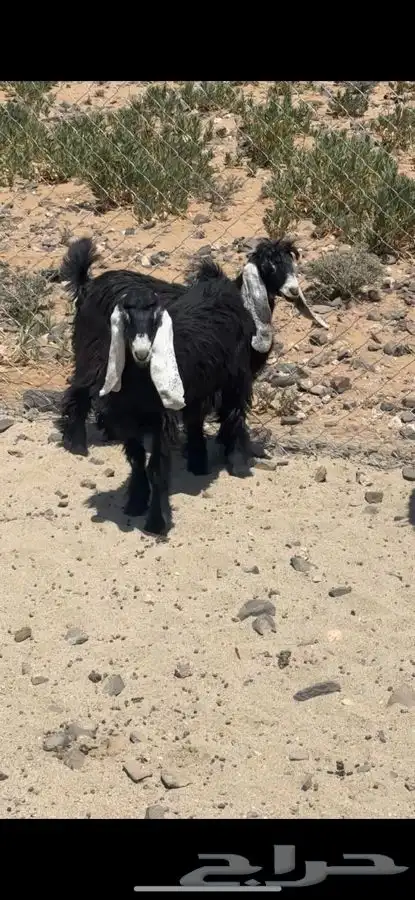 جفرات عوارض كفو 3