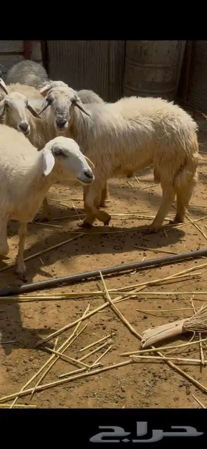 فحل ضان مشروط 3