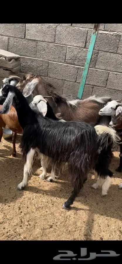 معزا بنات بعض 3
