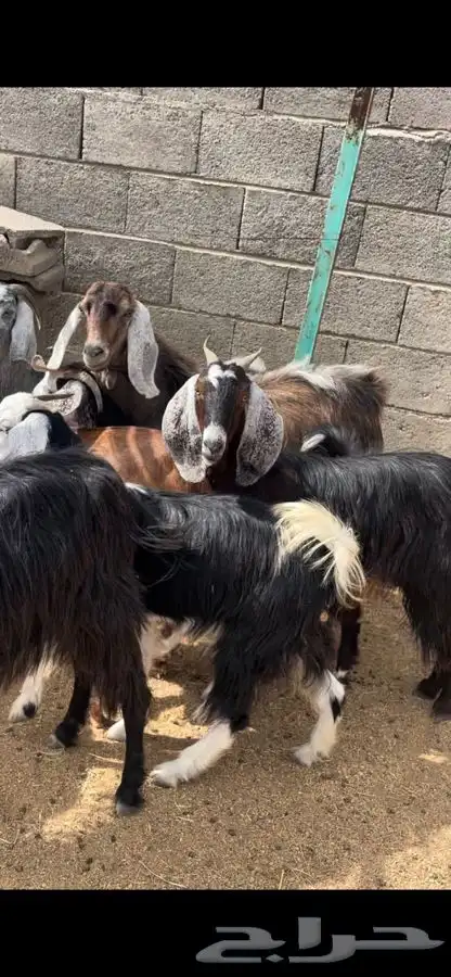 معزا بنات بعض 2