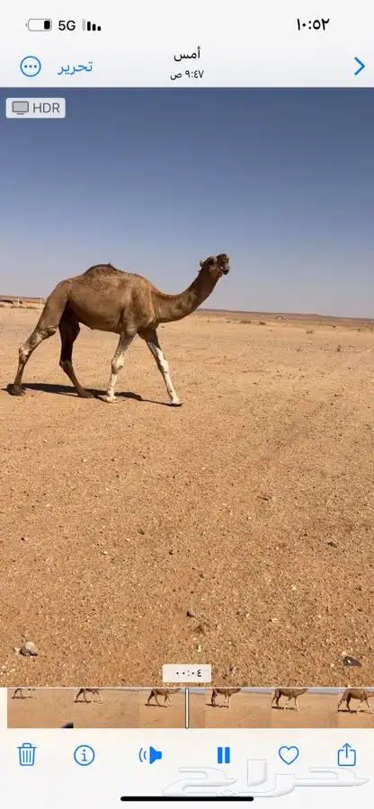 البيع فحل 0