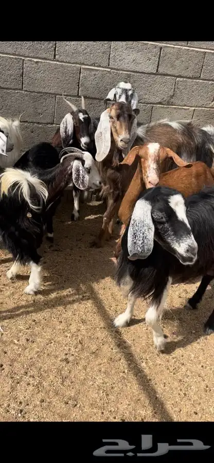 معزا بنات بعض 0