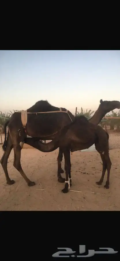 عشرا تحتها بكره للبيع وعندنا بعير للبيع على الوافي 0
