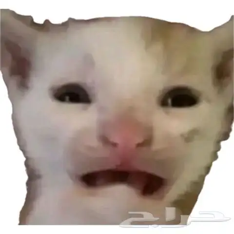 سكوتش فولد دبل روسي بيور للبيع 5