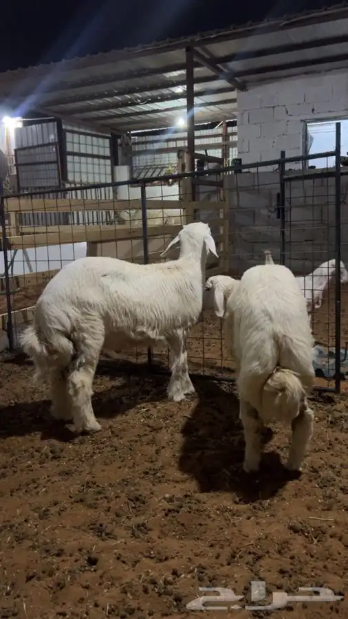 حريات ذبايح سوق الجربوع شبك155 2