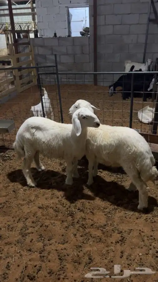 حريات ذبايح سوق الجربوع شبك155 3