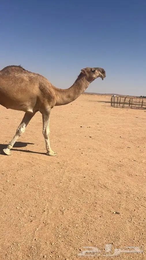 البيع فحل 1