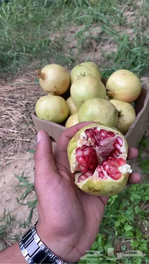 رمان بيده الفاخر 3