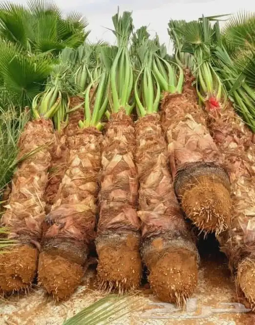 يوجد لدي جميع انواع النخيل نخل عربي بجميع انواعه ونخلواشنطن 6