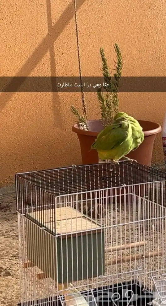 ببغاء دره للبيع 1
