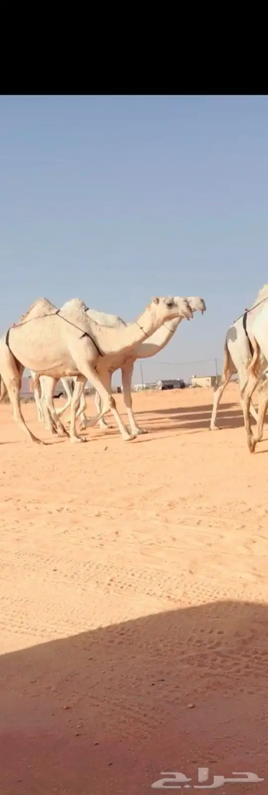 نياق الكفوو 1