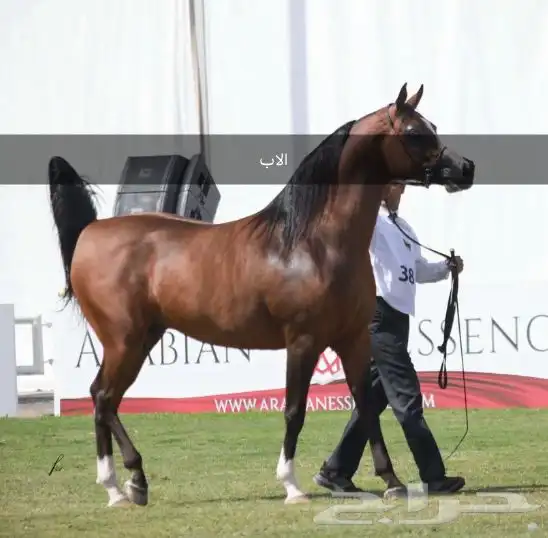 مهر عربي اصيل للبيع 4