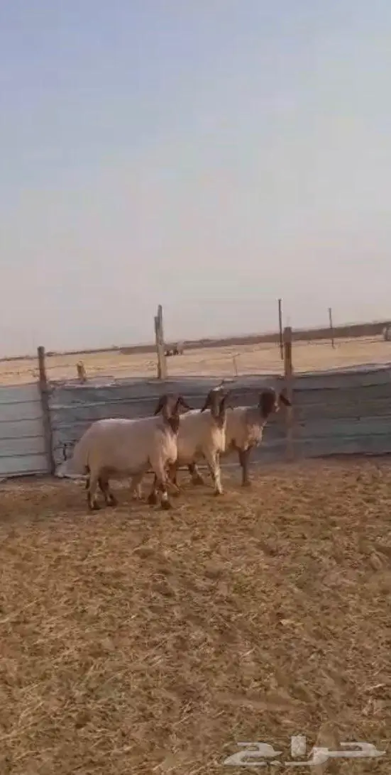 تم البيع للبيع غنم نعيم دفيع 4