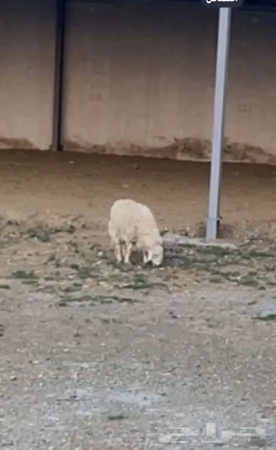 طليان واحد حري وواحد سواكني للبيع 0