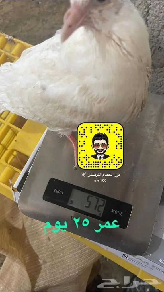 زغاليل حمام فرنسي شحم 1